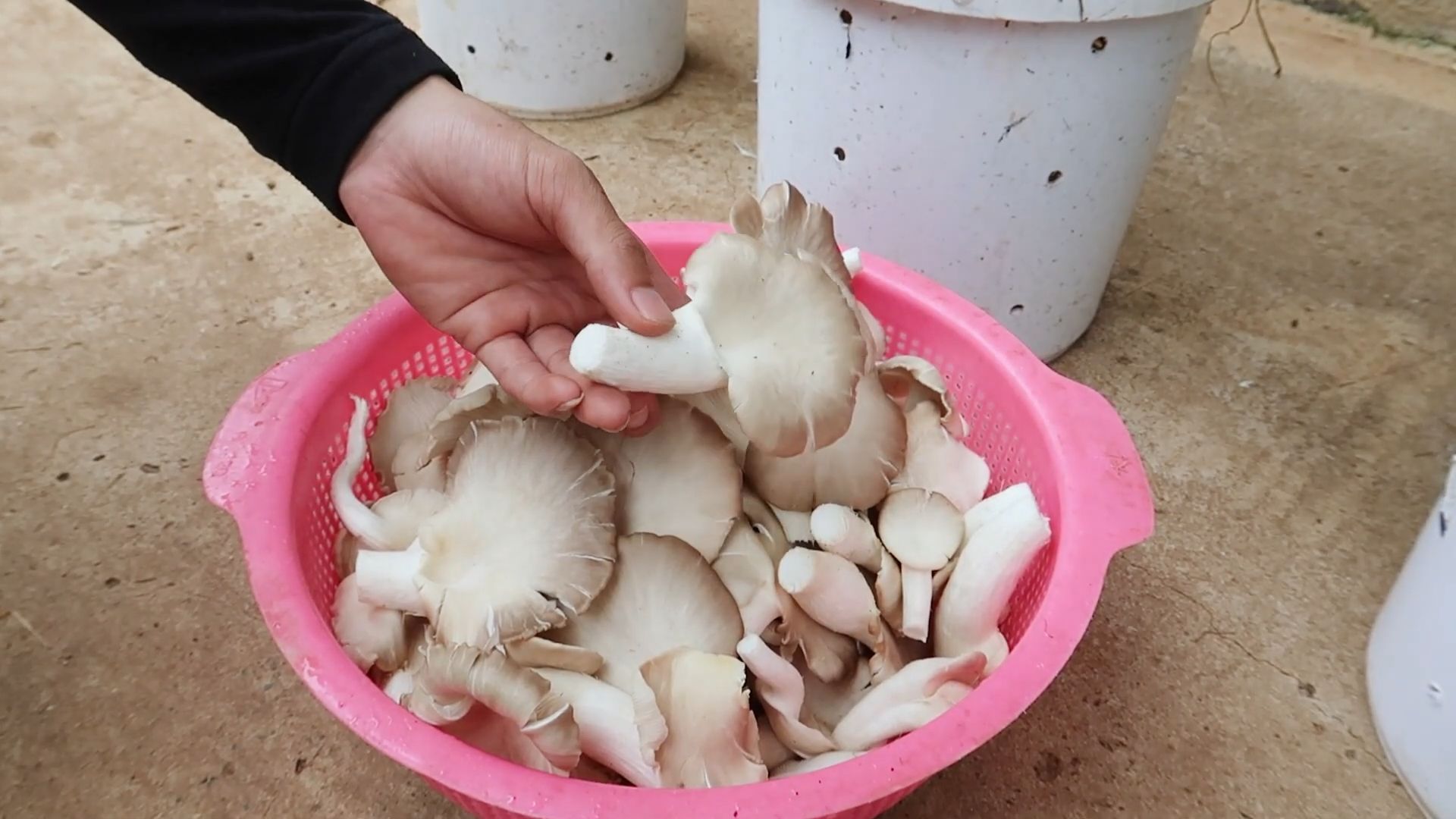 Grow Mushrooms Indoors