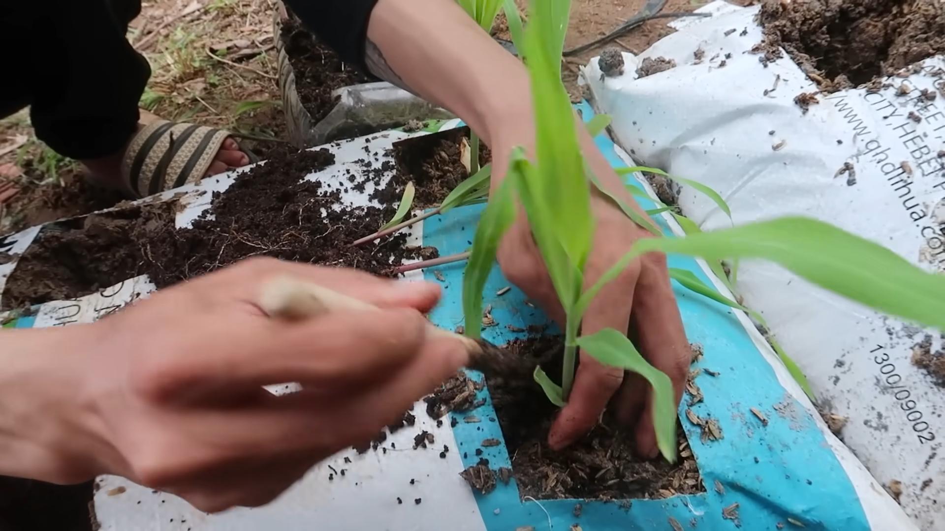 Bag Grown Corn Yield