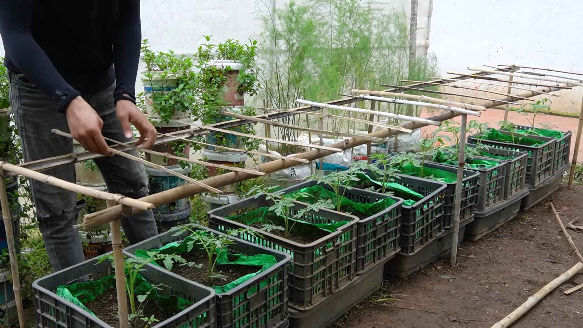 Growing Tomatoes at Home