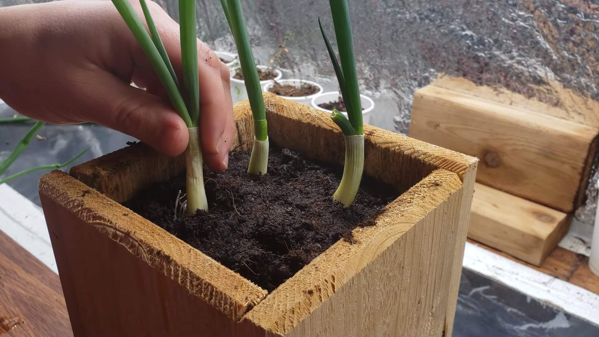Growing Green Onions Hack