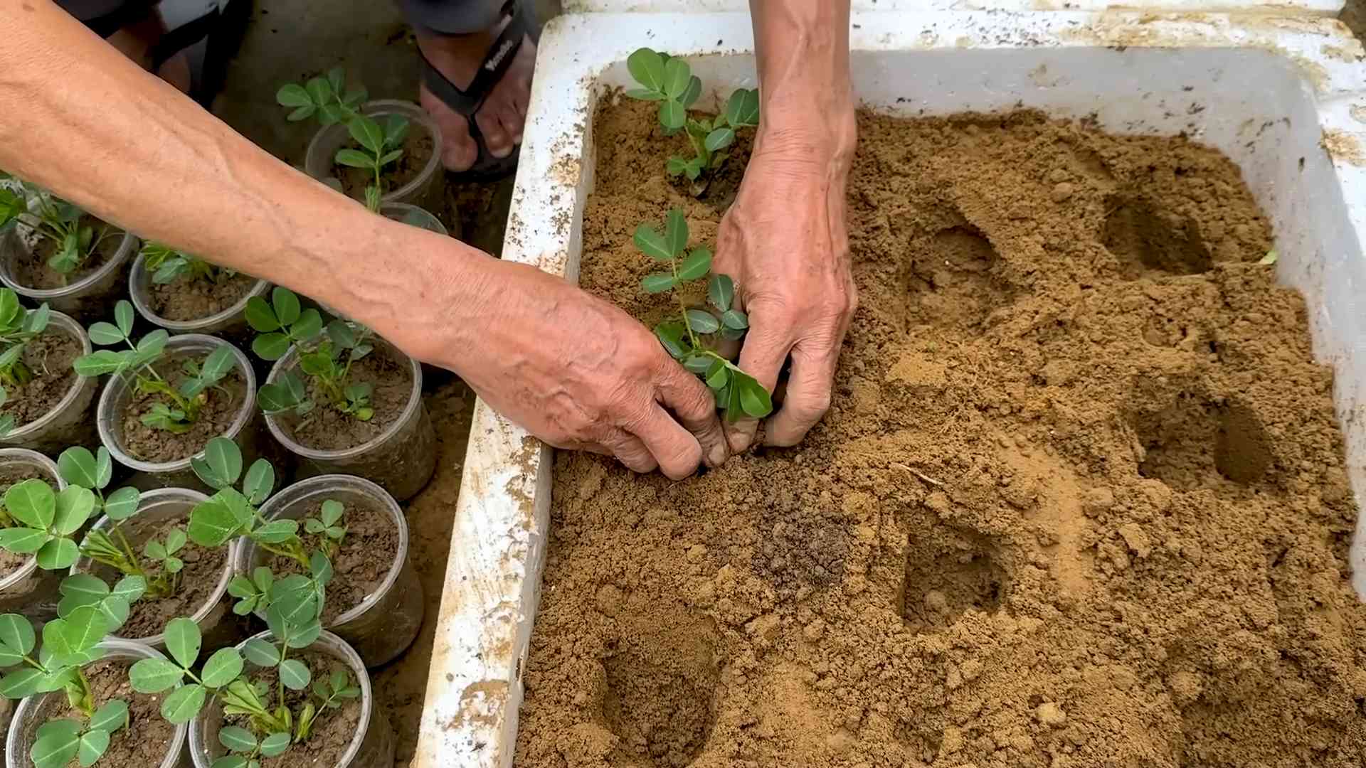 Foam Box Peanut Growing
