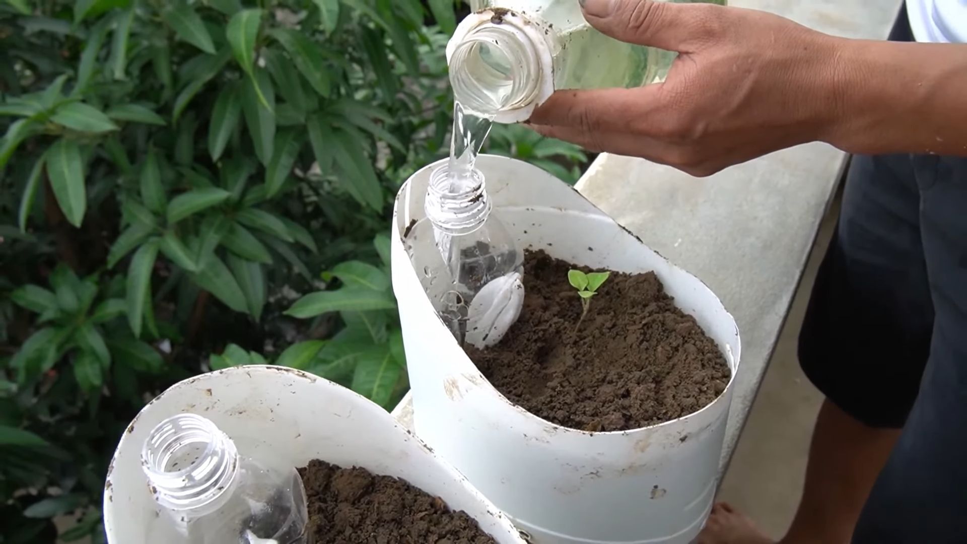 Grow Bell Peppers Balcony