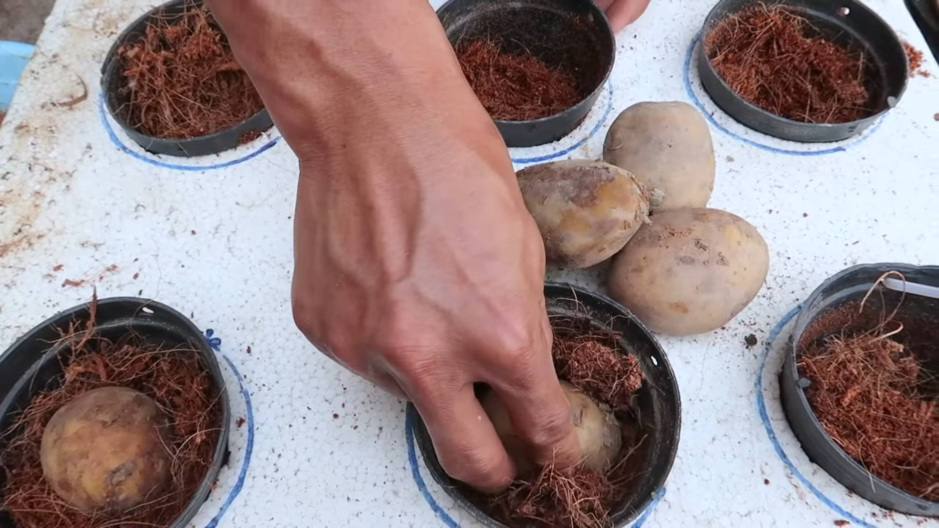 Potato Growing Styrofoam Water