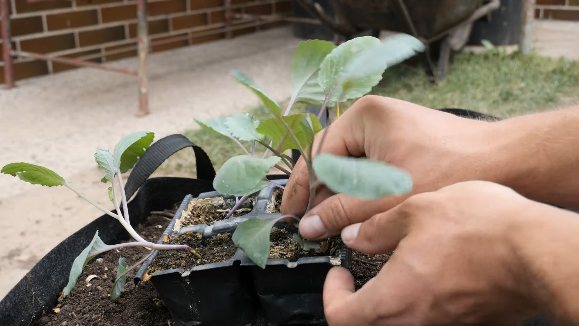 Growing Red Cabbage