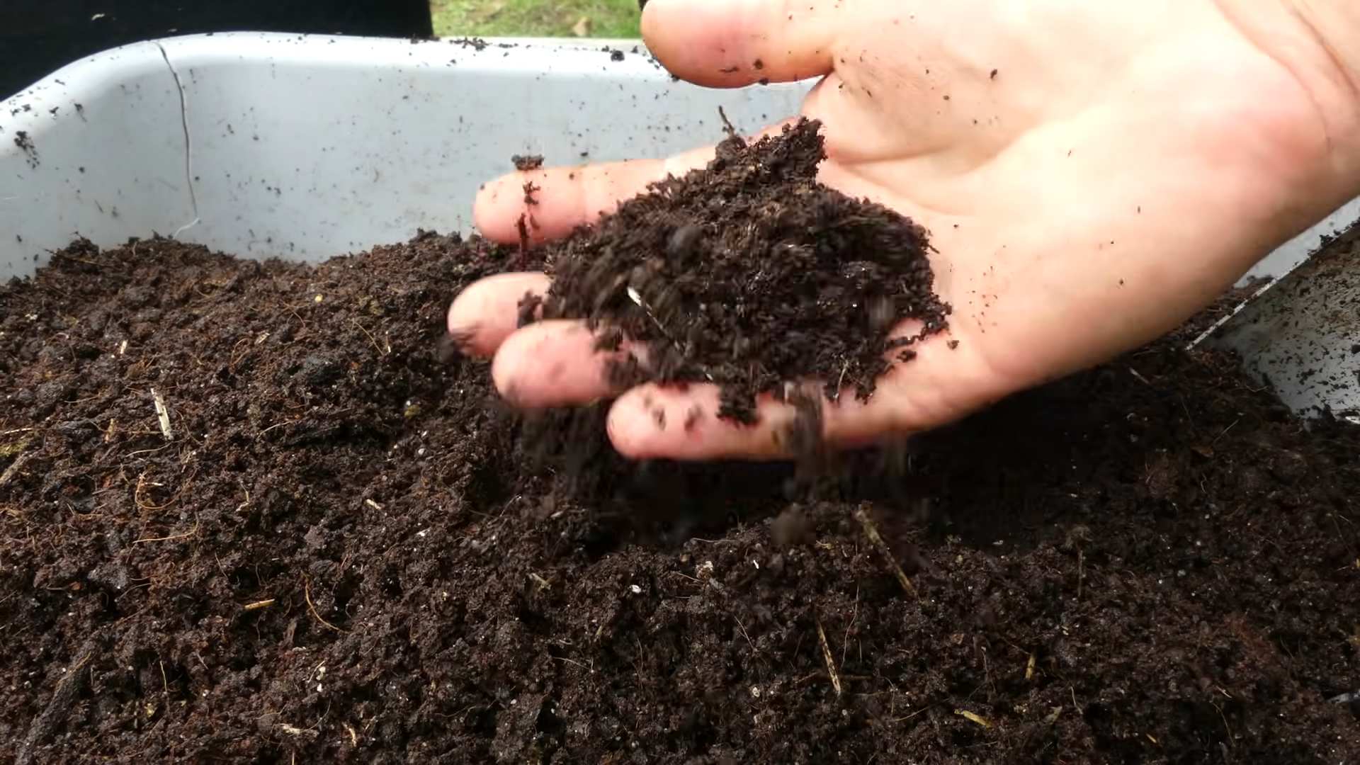 Growing carrots in containers
