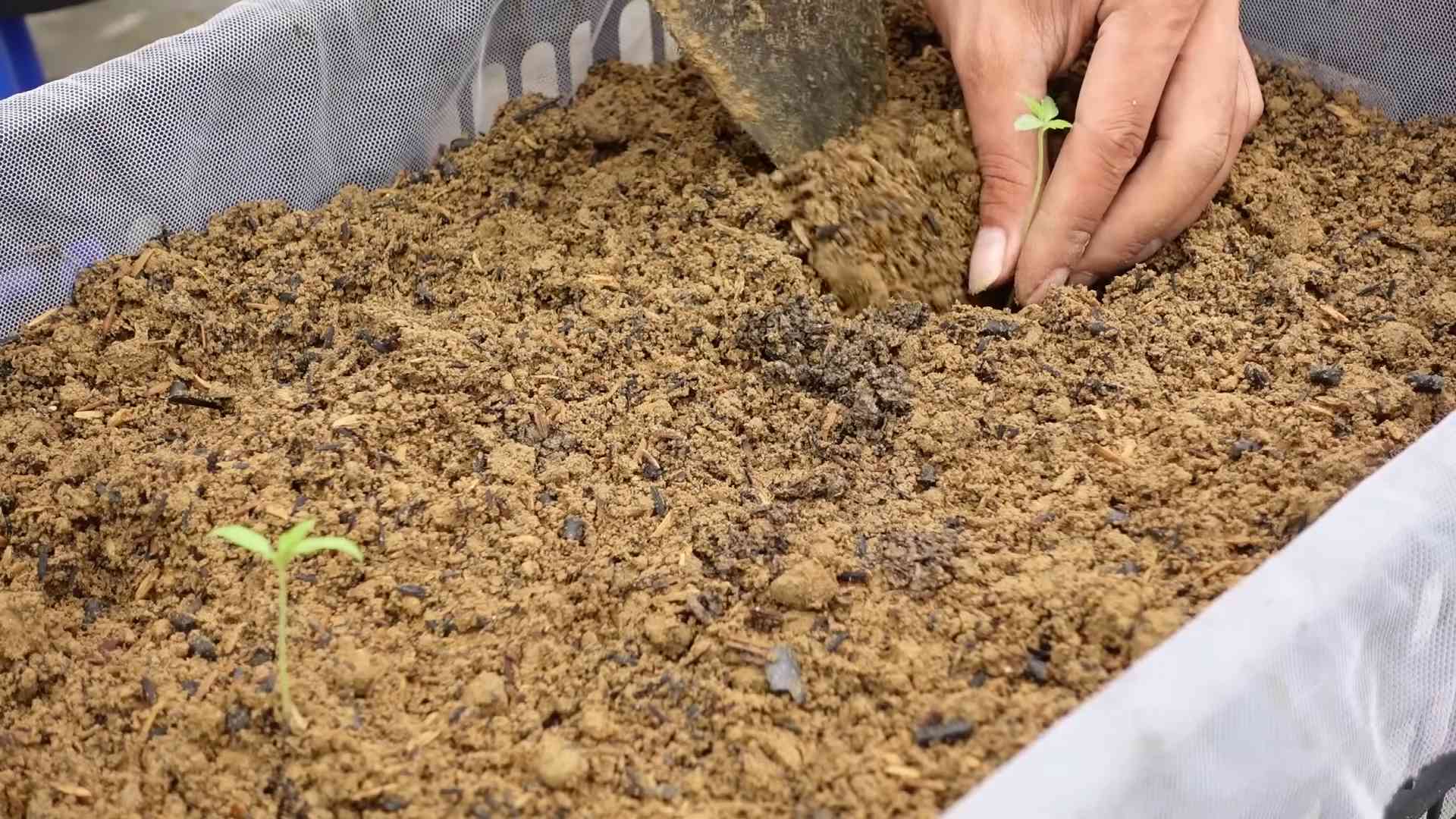 Big Tomato Yields Home