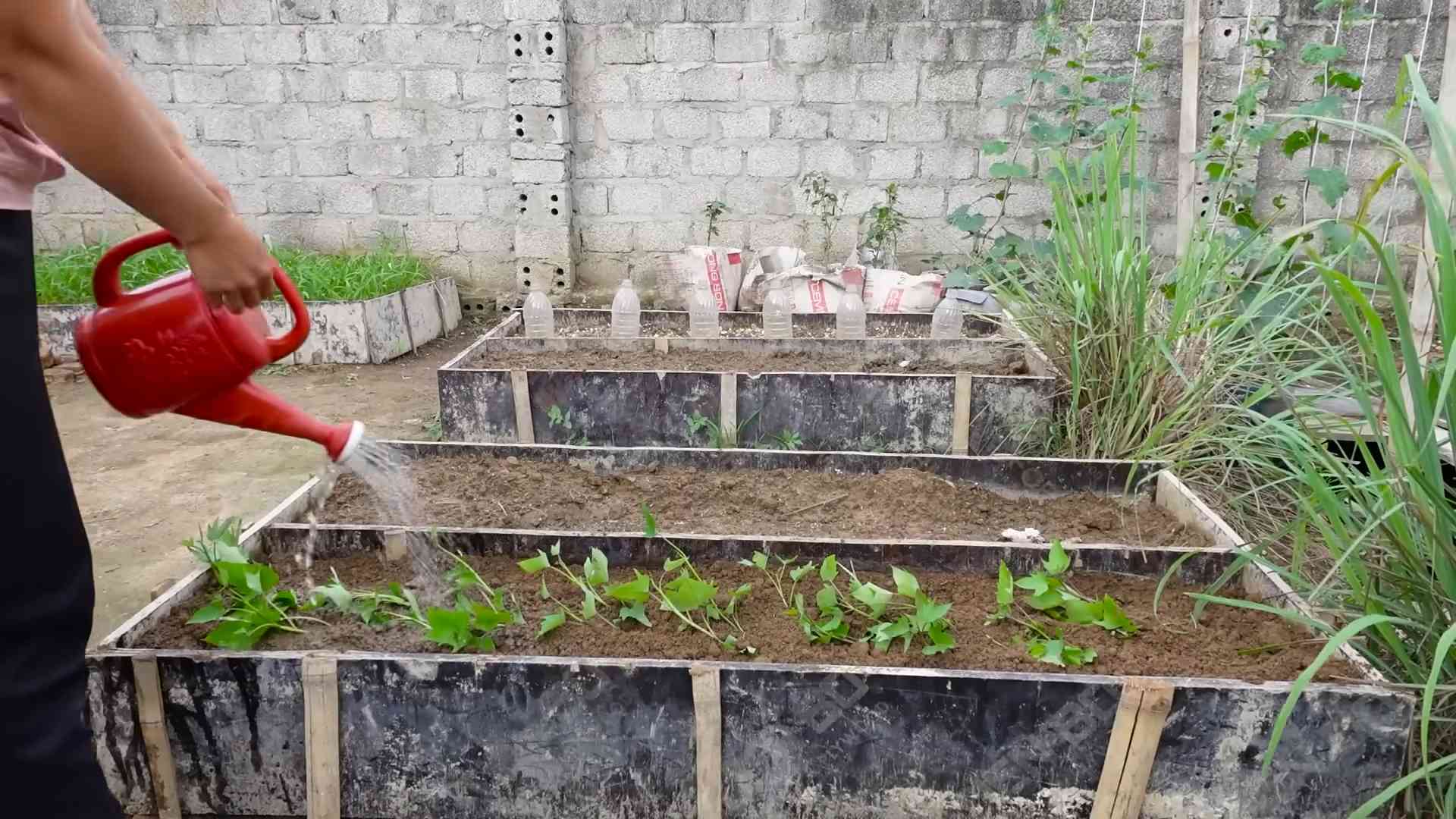 Growing Sweet Potatoes