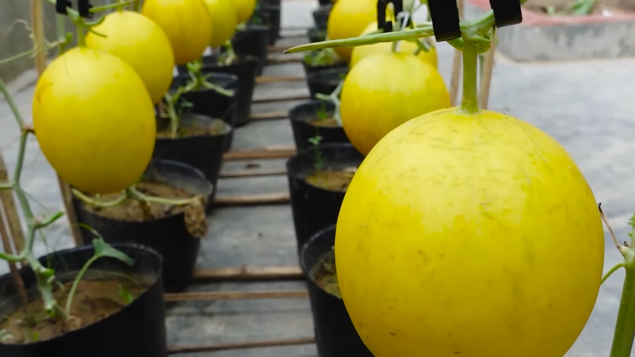 Grow Large Melons Home