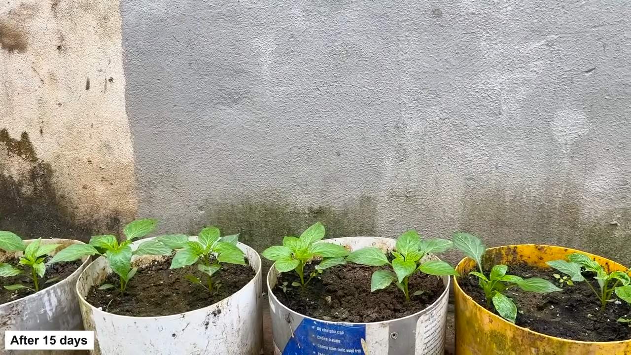 Growing Bell Peppers