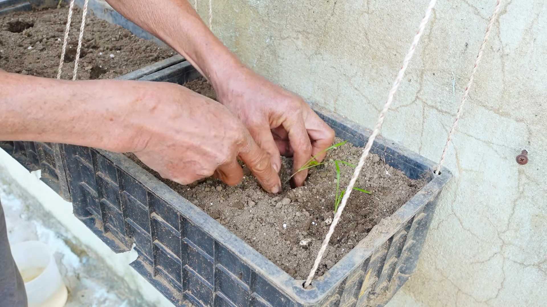 Grow Dill at Home
