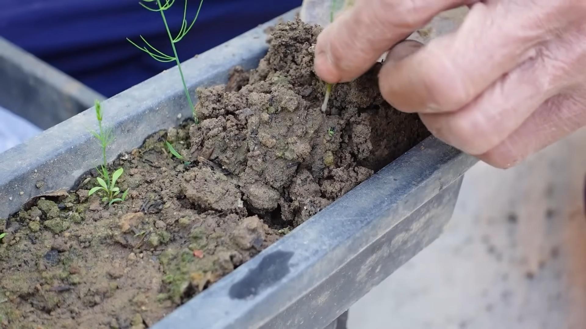 Grow Asparagus in Backyard