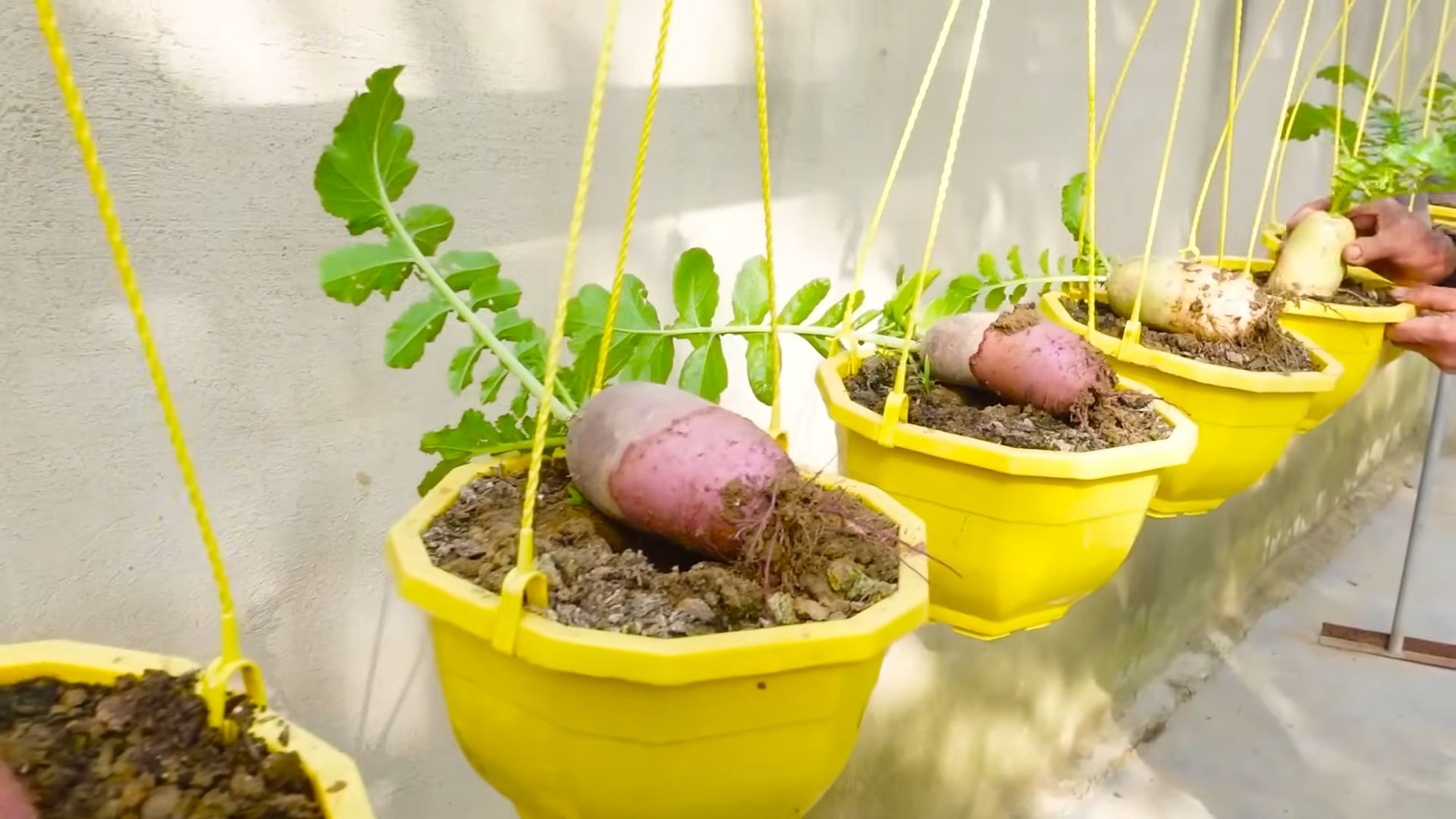 Growing Radishes for Beginners