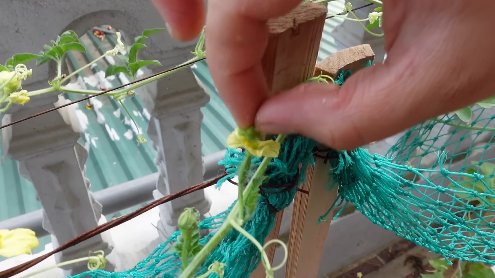 Grow Watermelons Easily