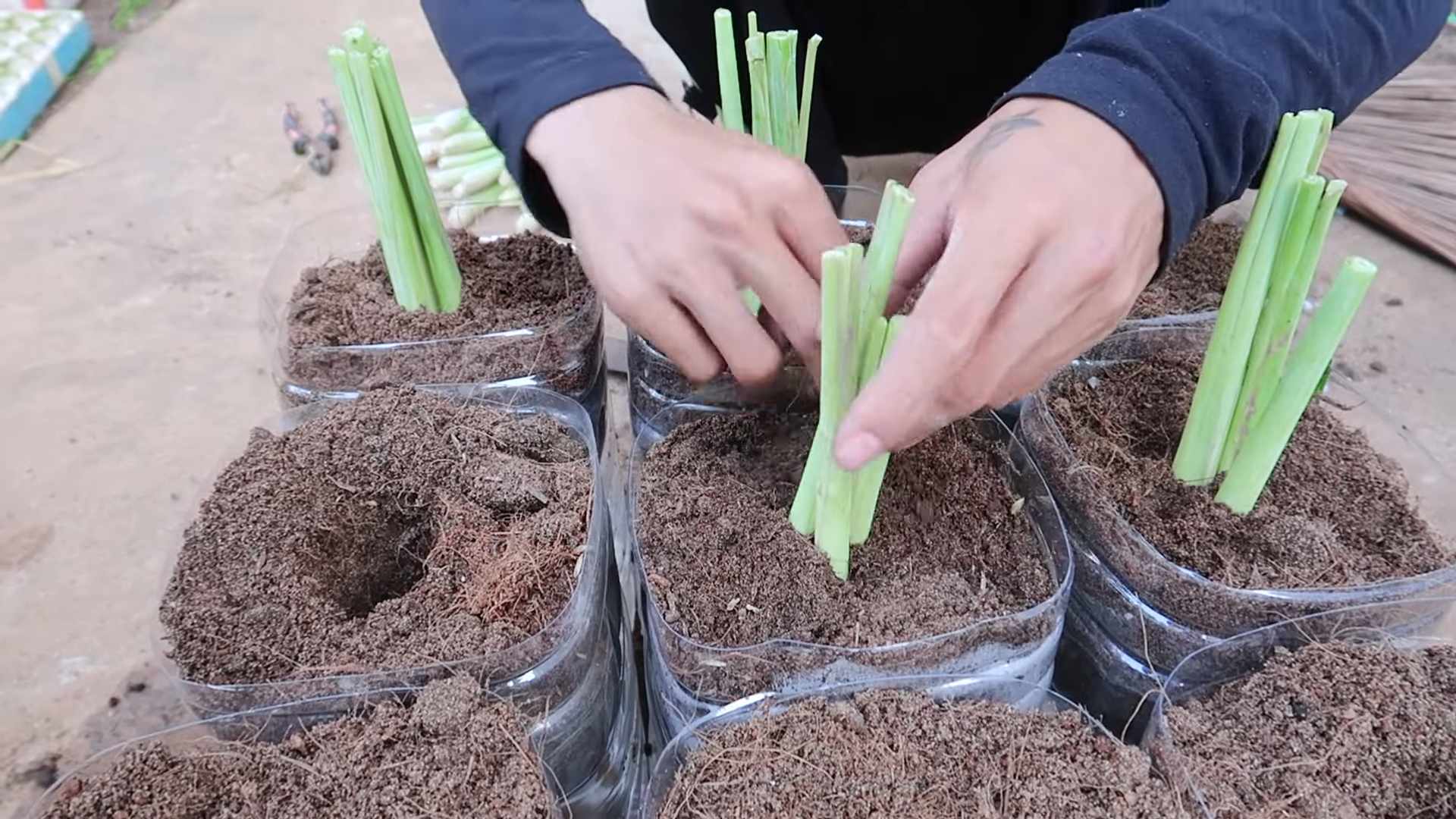 Grow Lemongrass at Home