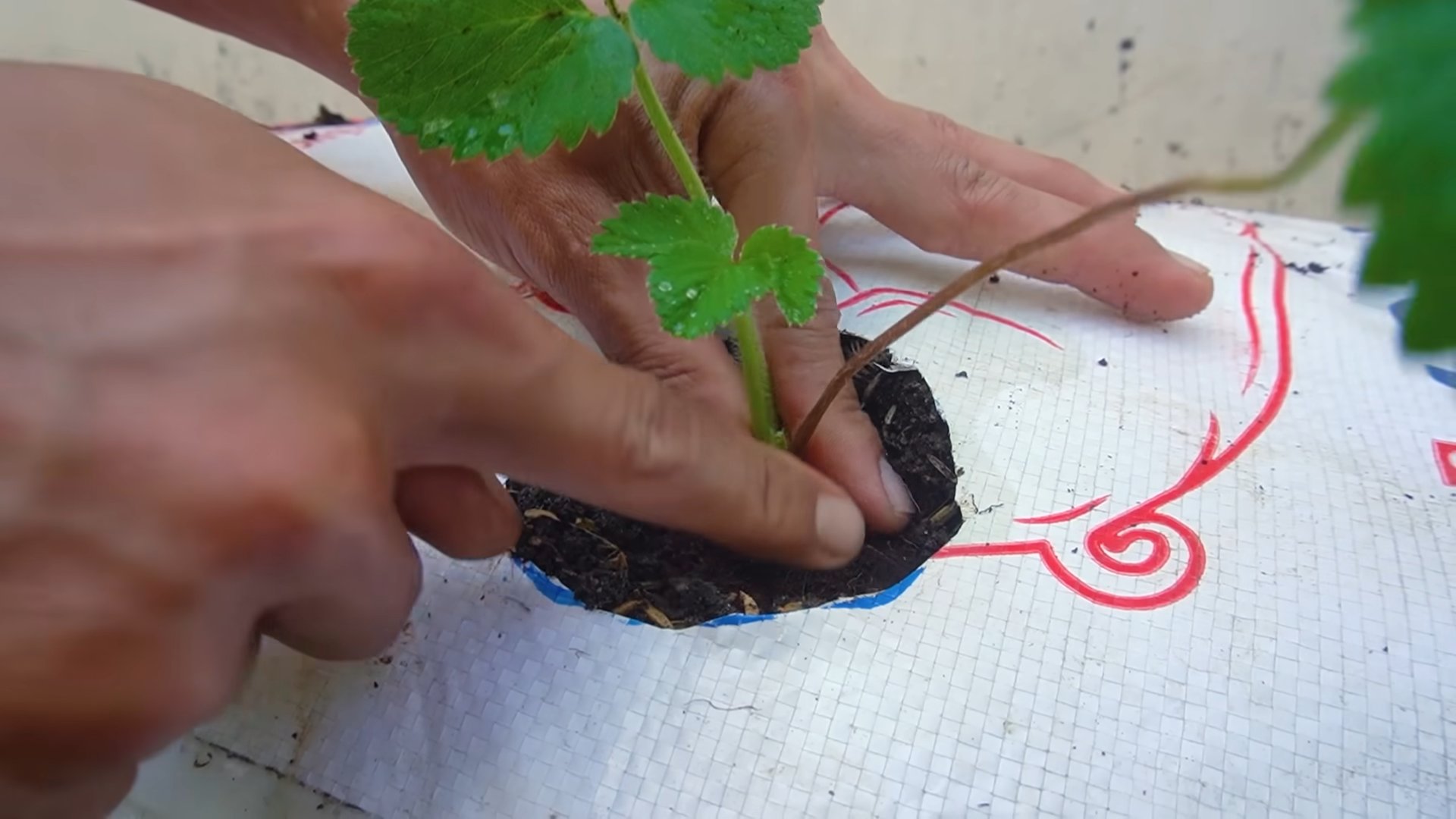 Growing Strawberries at Home
