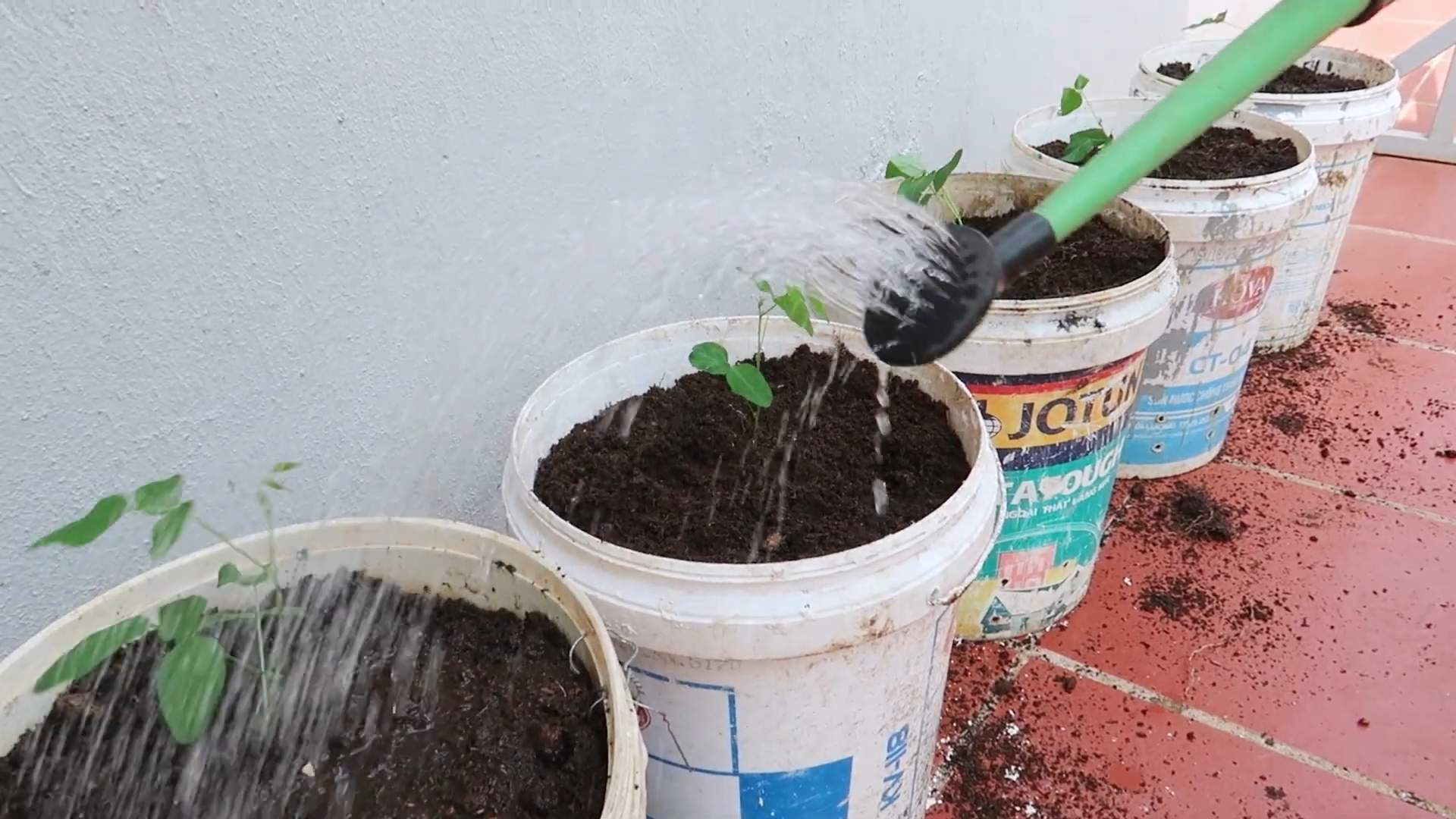 Growing Winged Beans at Home