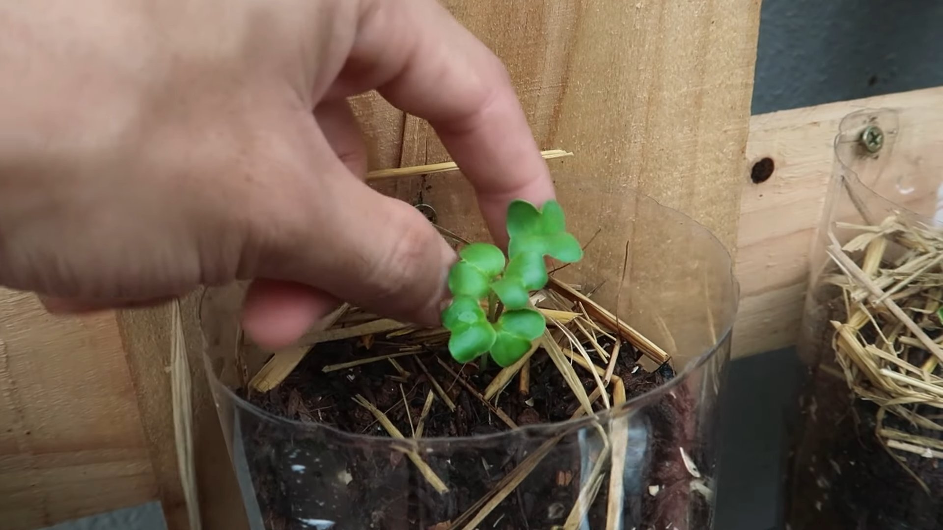 Plant White Radish Year Round