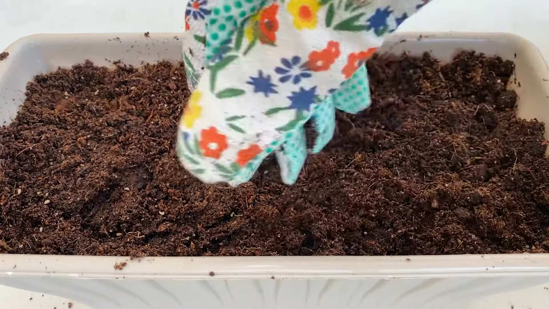 Growing Kitchen Parsley