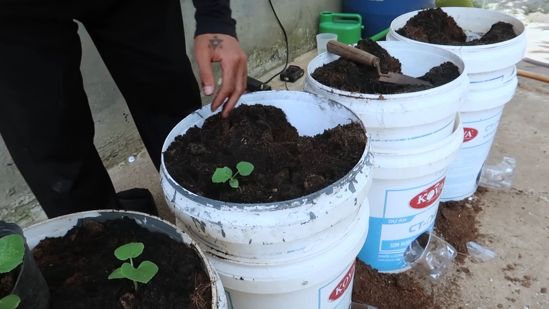 Cantaloupe Growing Barrel Method