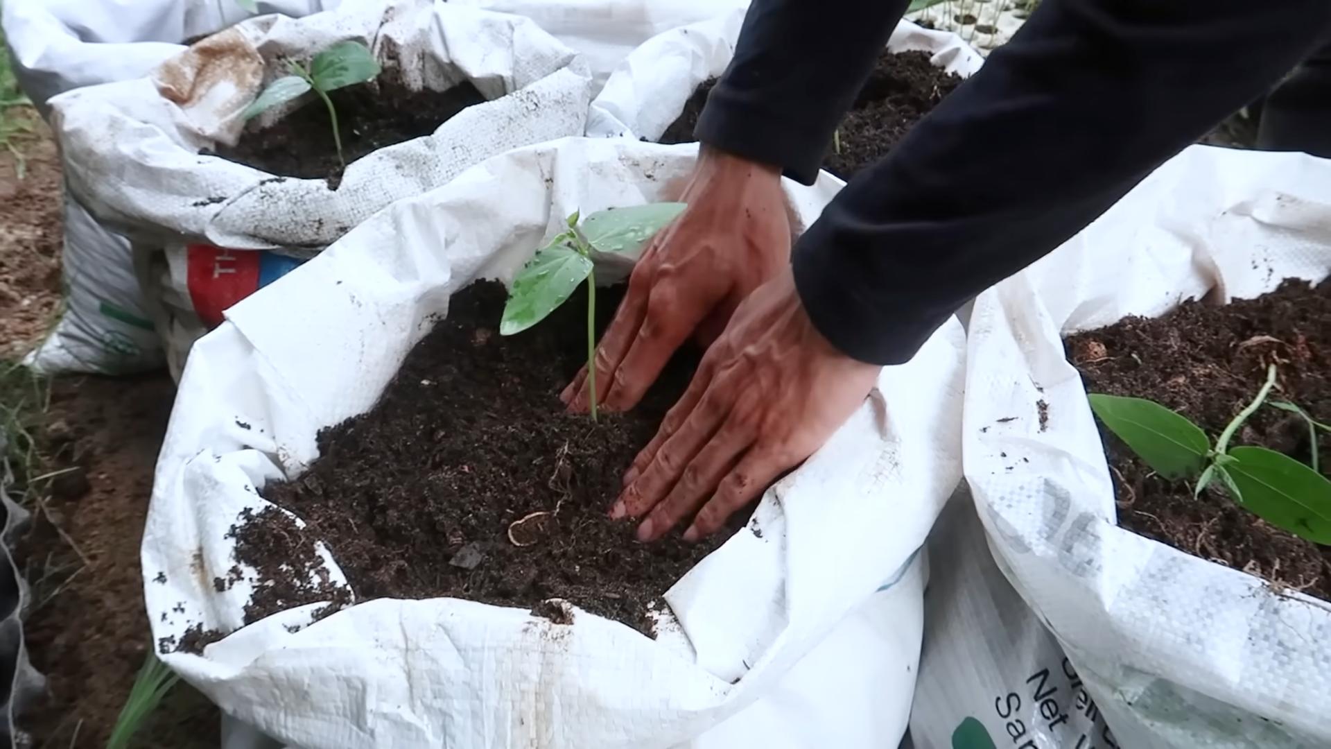 Growing Long Beans