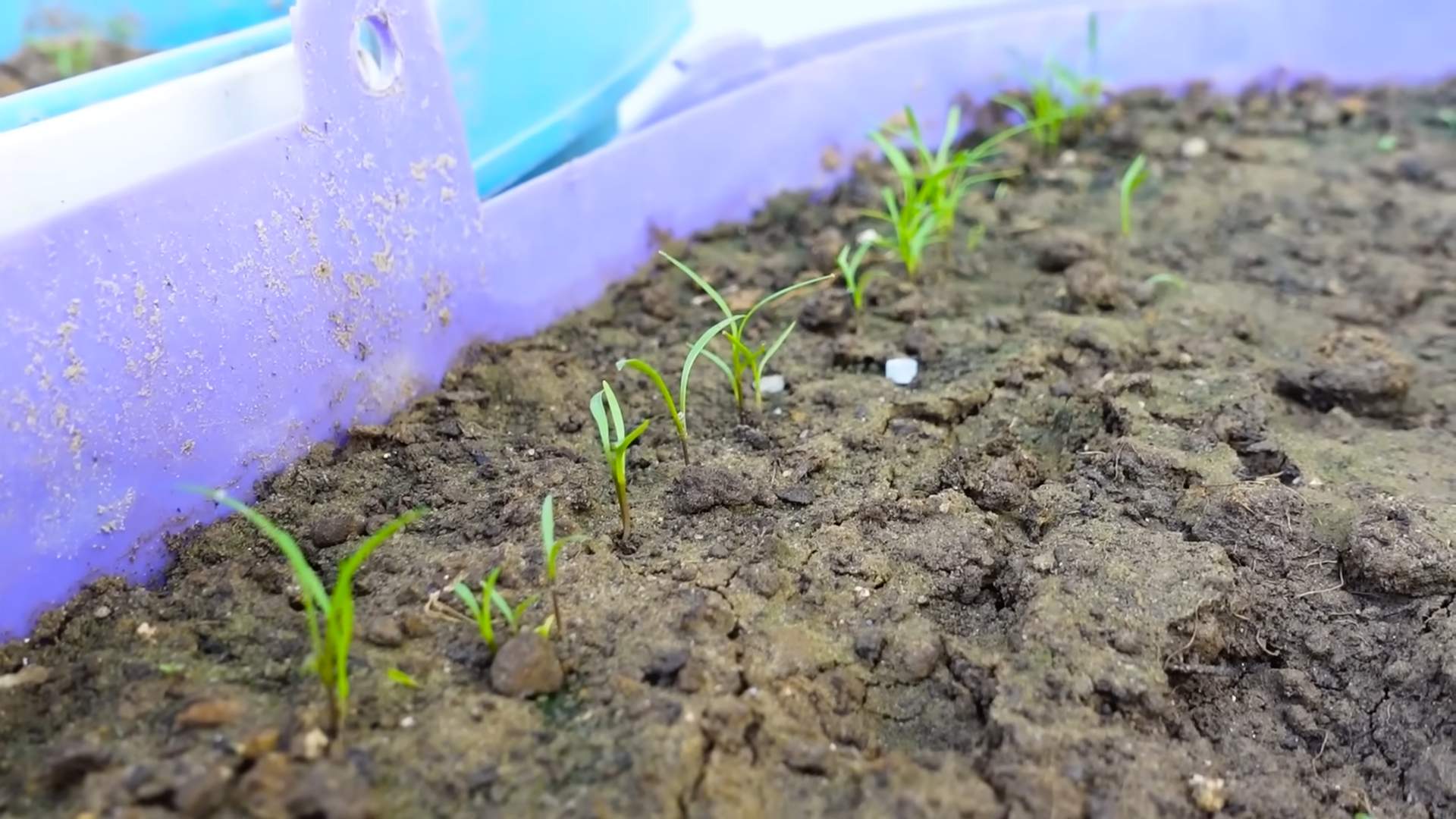 Growing Kale in Containers
