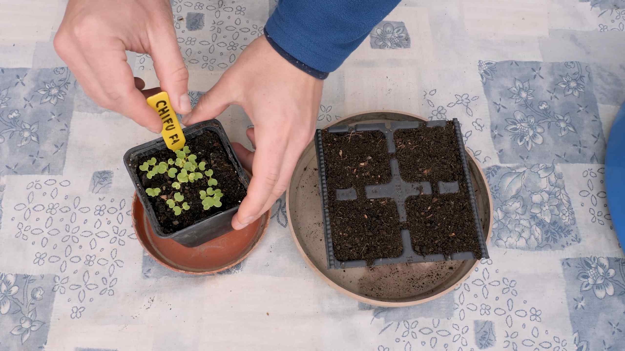 Grow Bok Choy Containers