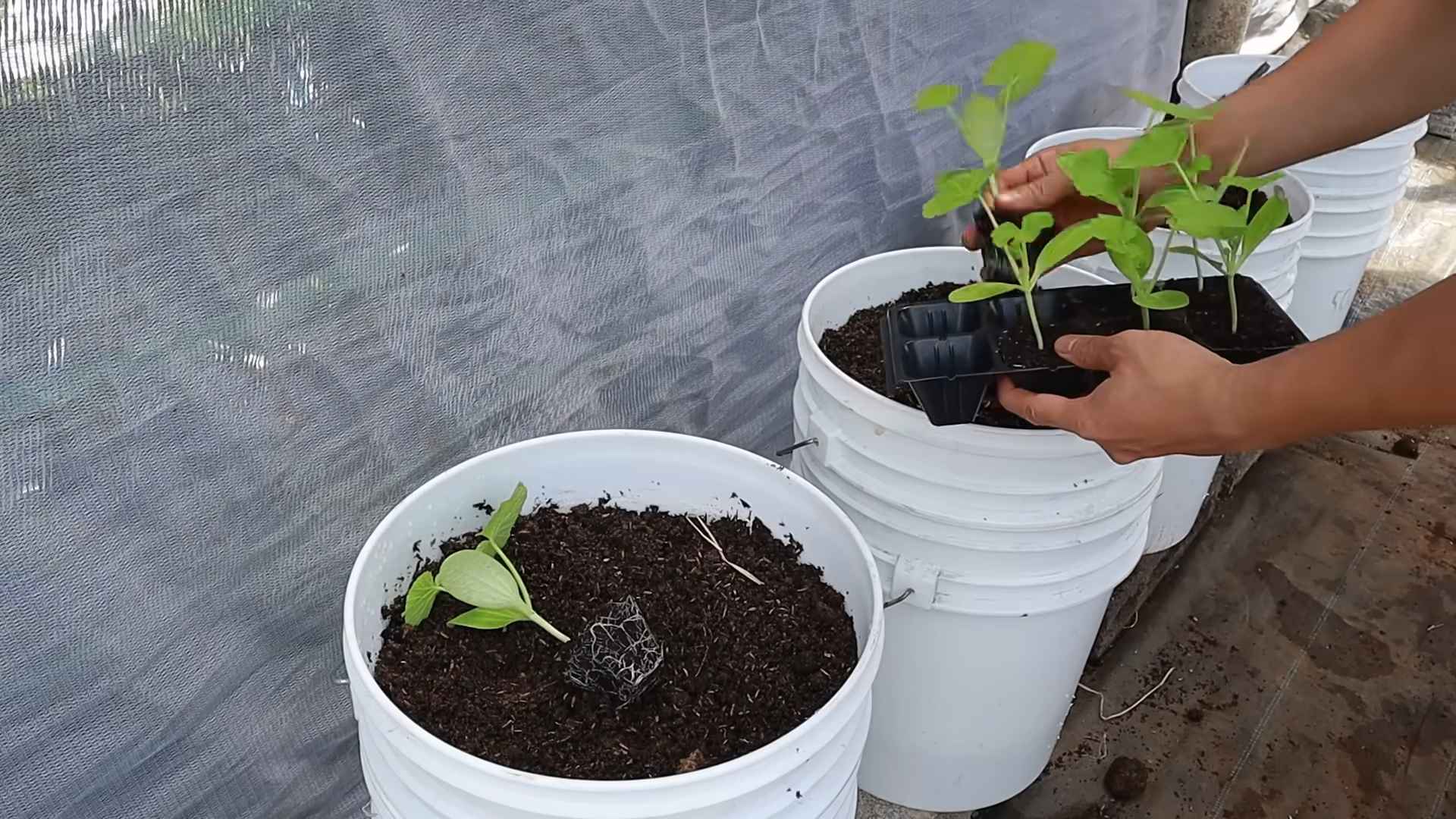 Growing zucchini no garden