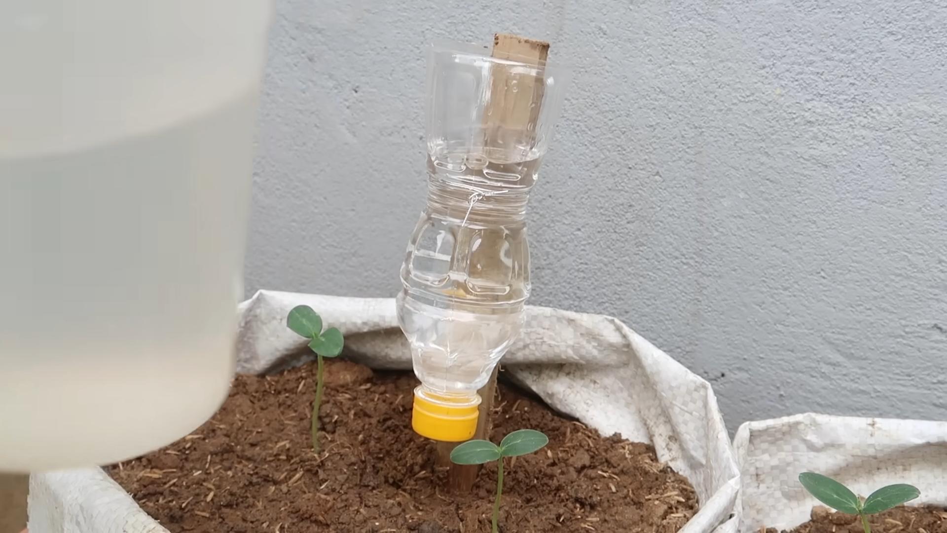 Easy Grow Cucumbers