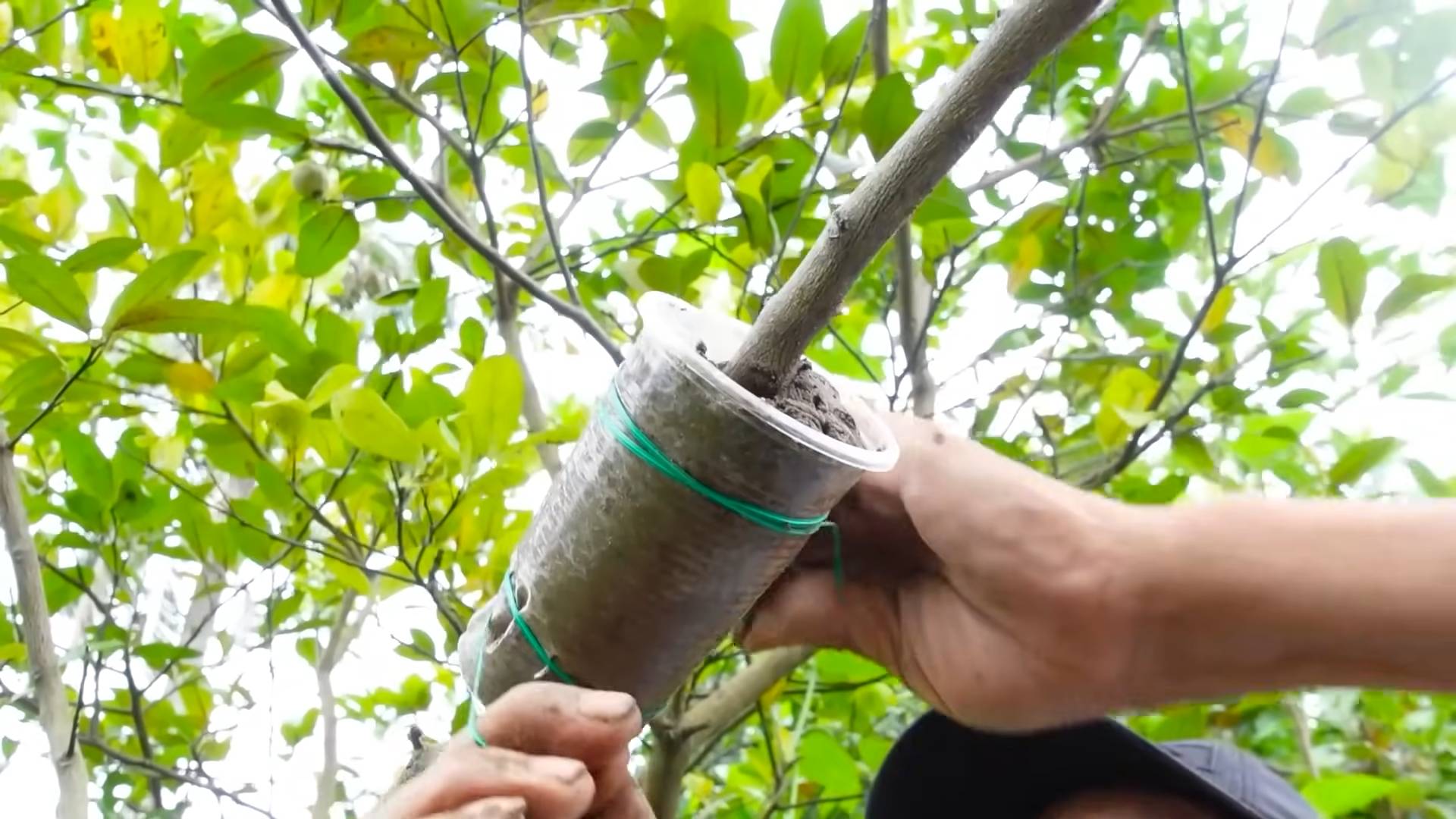 Year Round Lemon Growing