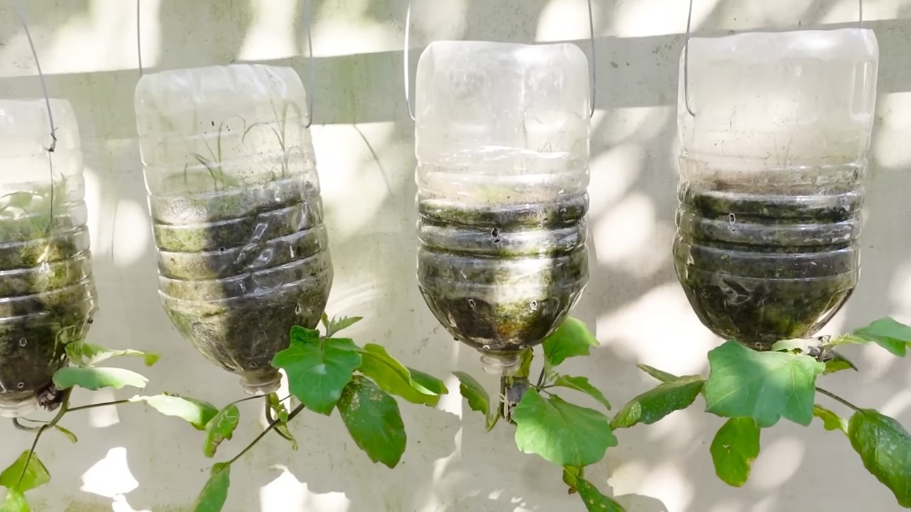 Increase Eggplant Yield