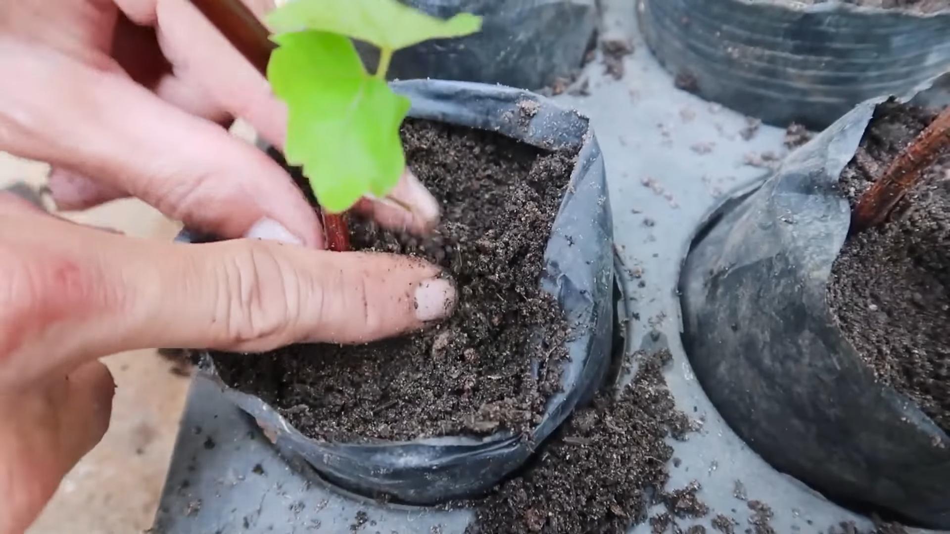 Propagate plants this June