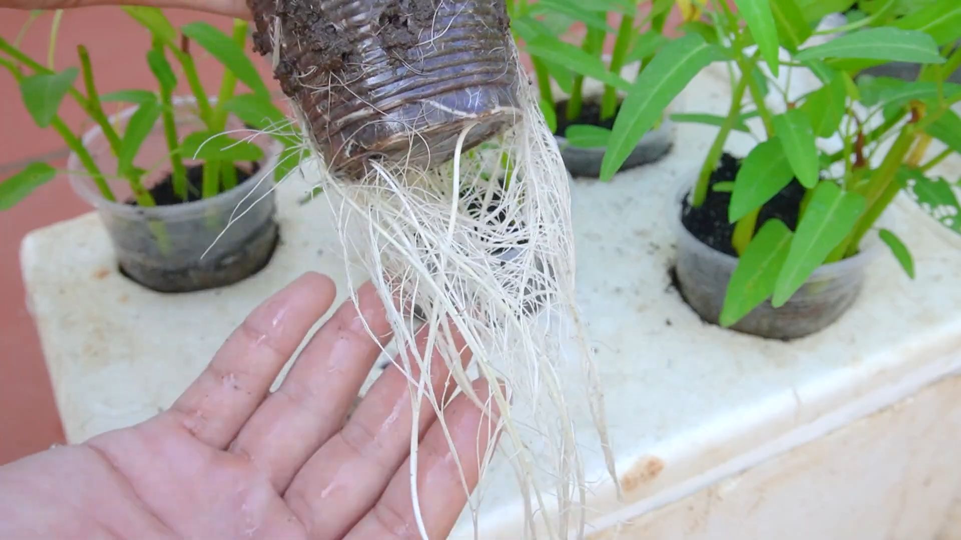Water spinach low maintenance