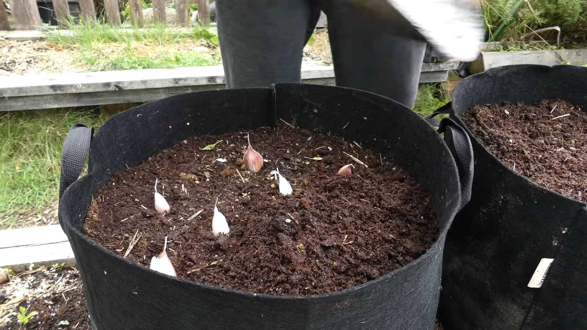 Growing garlic from cloves