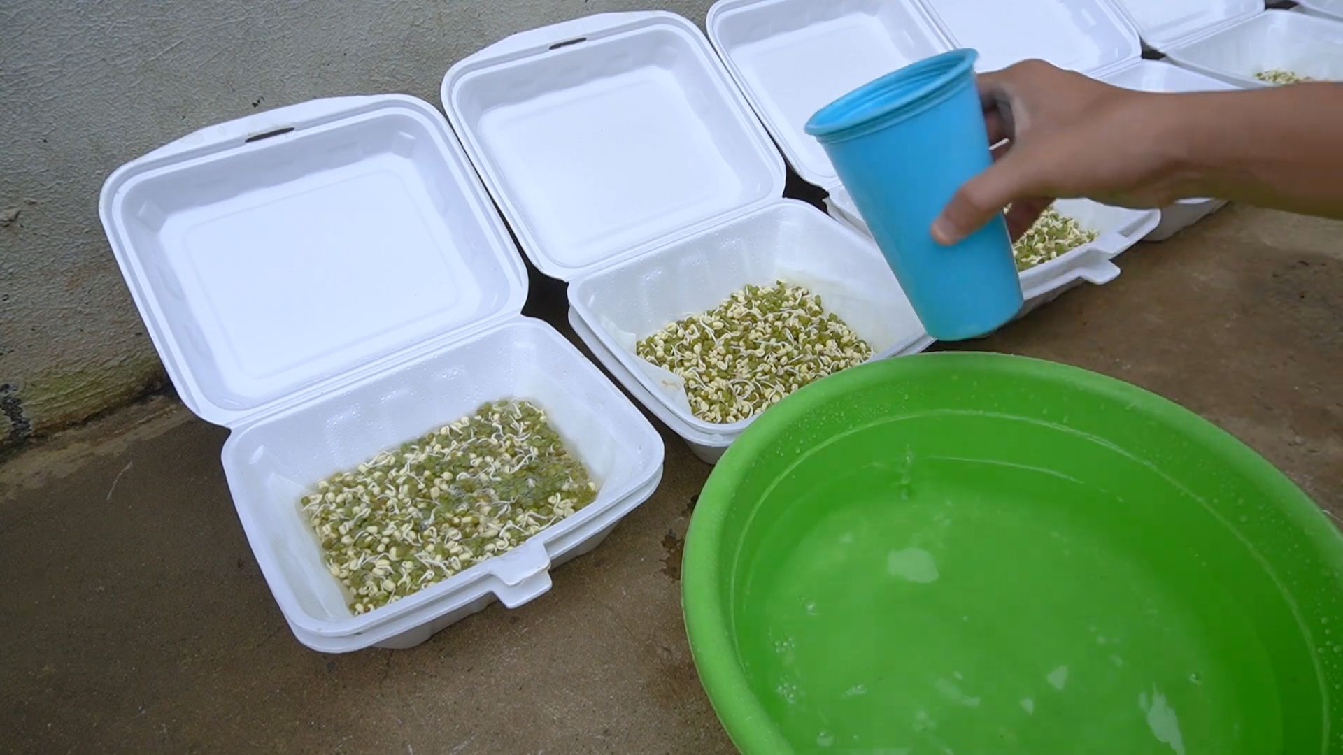 Grow Bean Sprouts Indoors