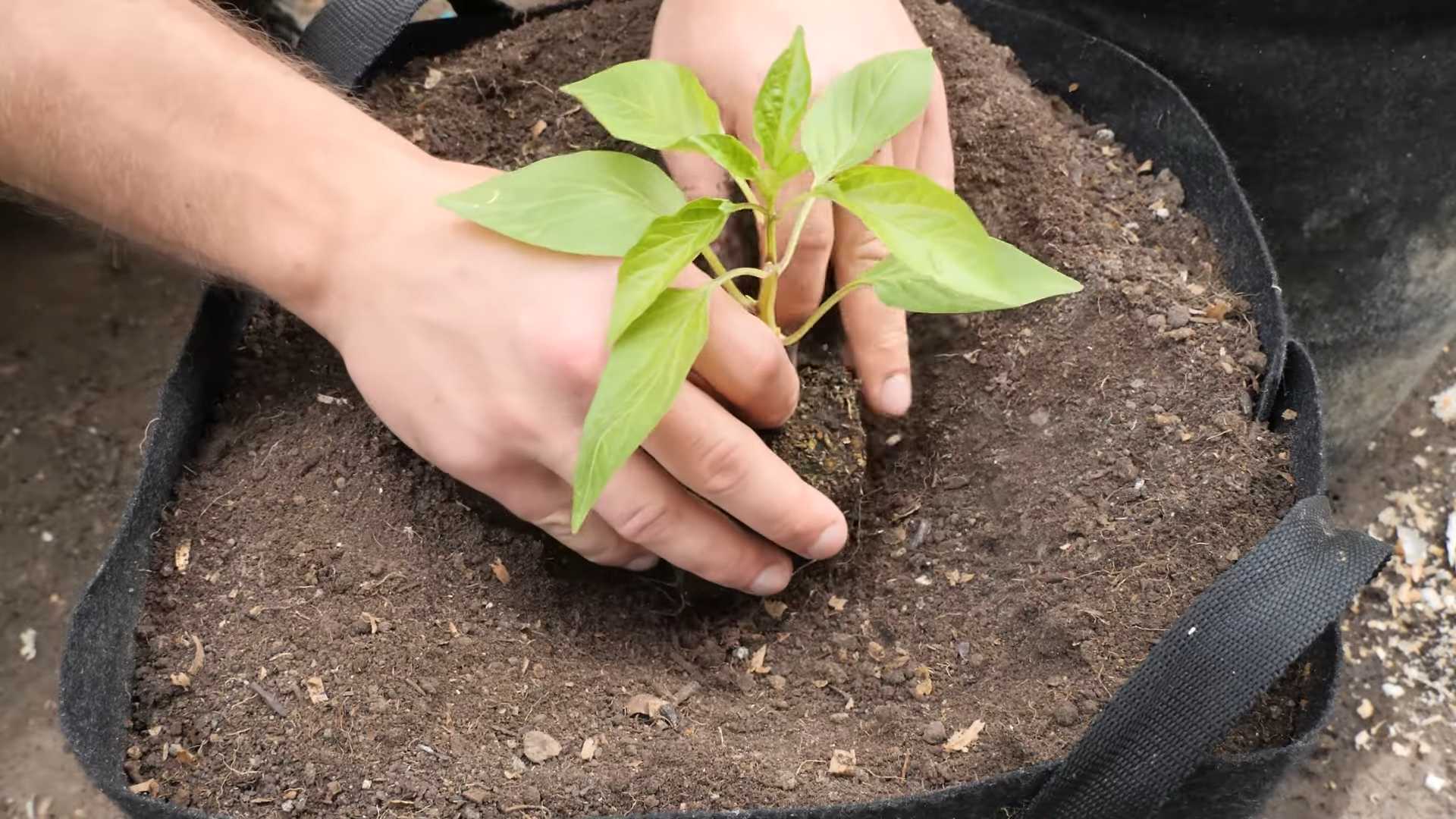 Purple Bush Beans Gardening