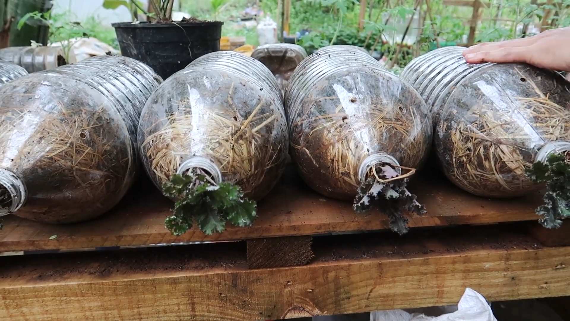 Grow Mint Low Water