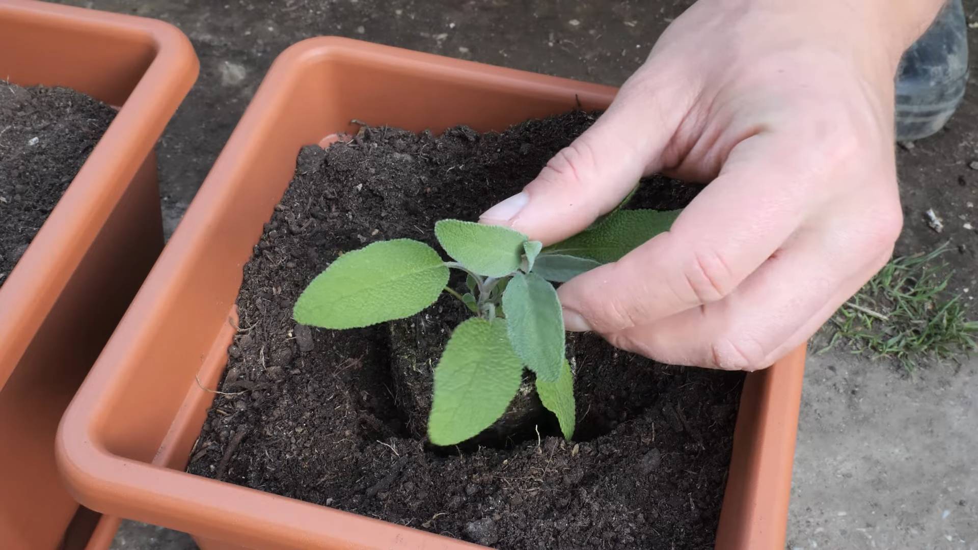Sage Gardening in Pots