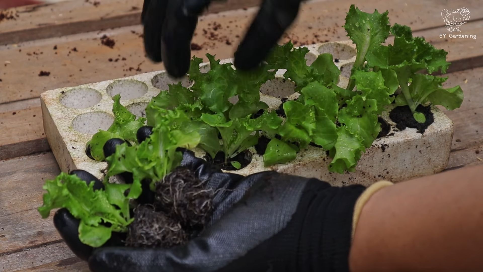 Growing lettuce indoors