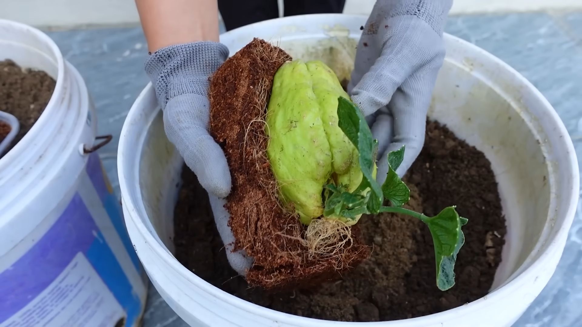 Grow Chayote Container Gardening