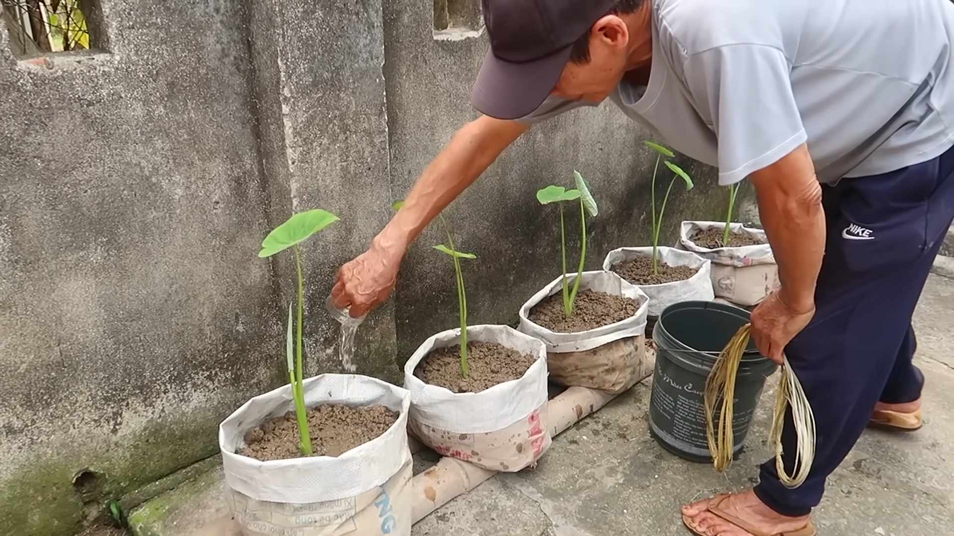 Grow Taro at Home Organically