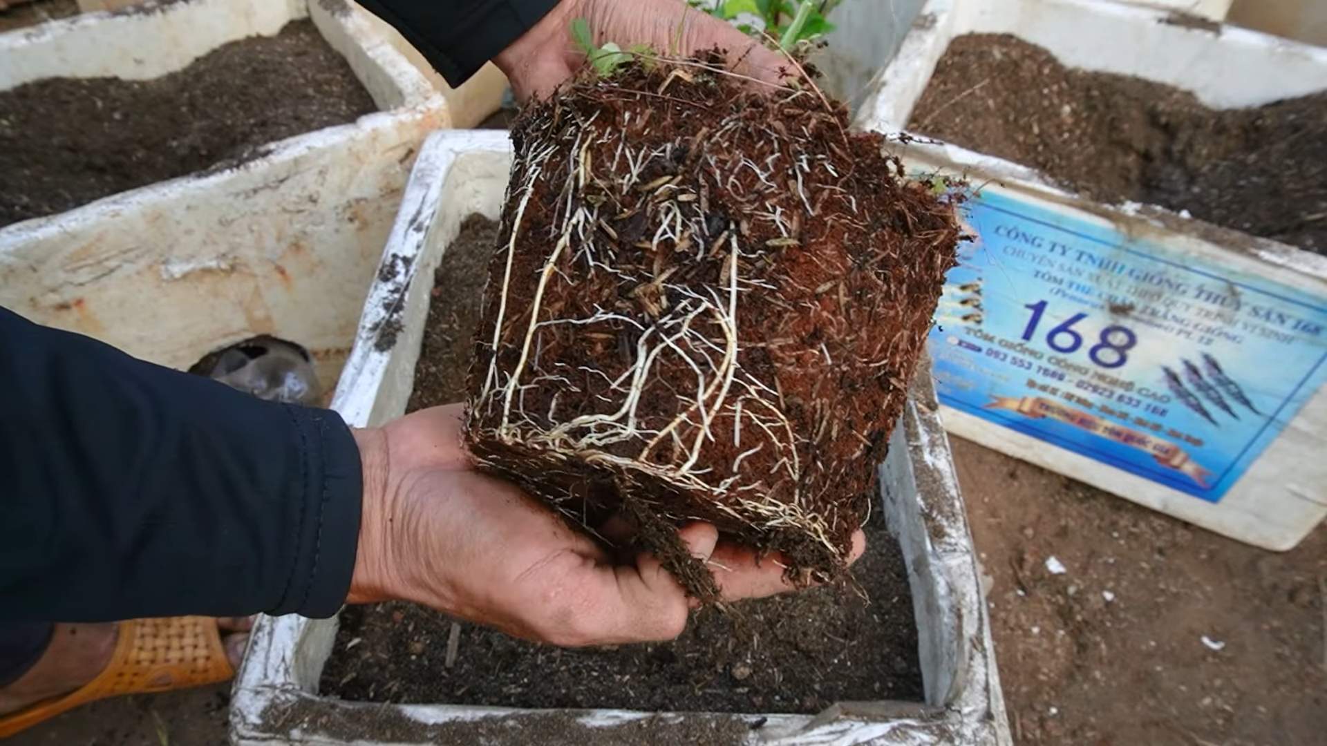 Grow Passion Fruit