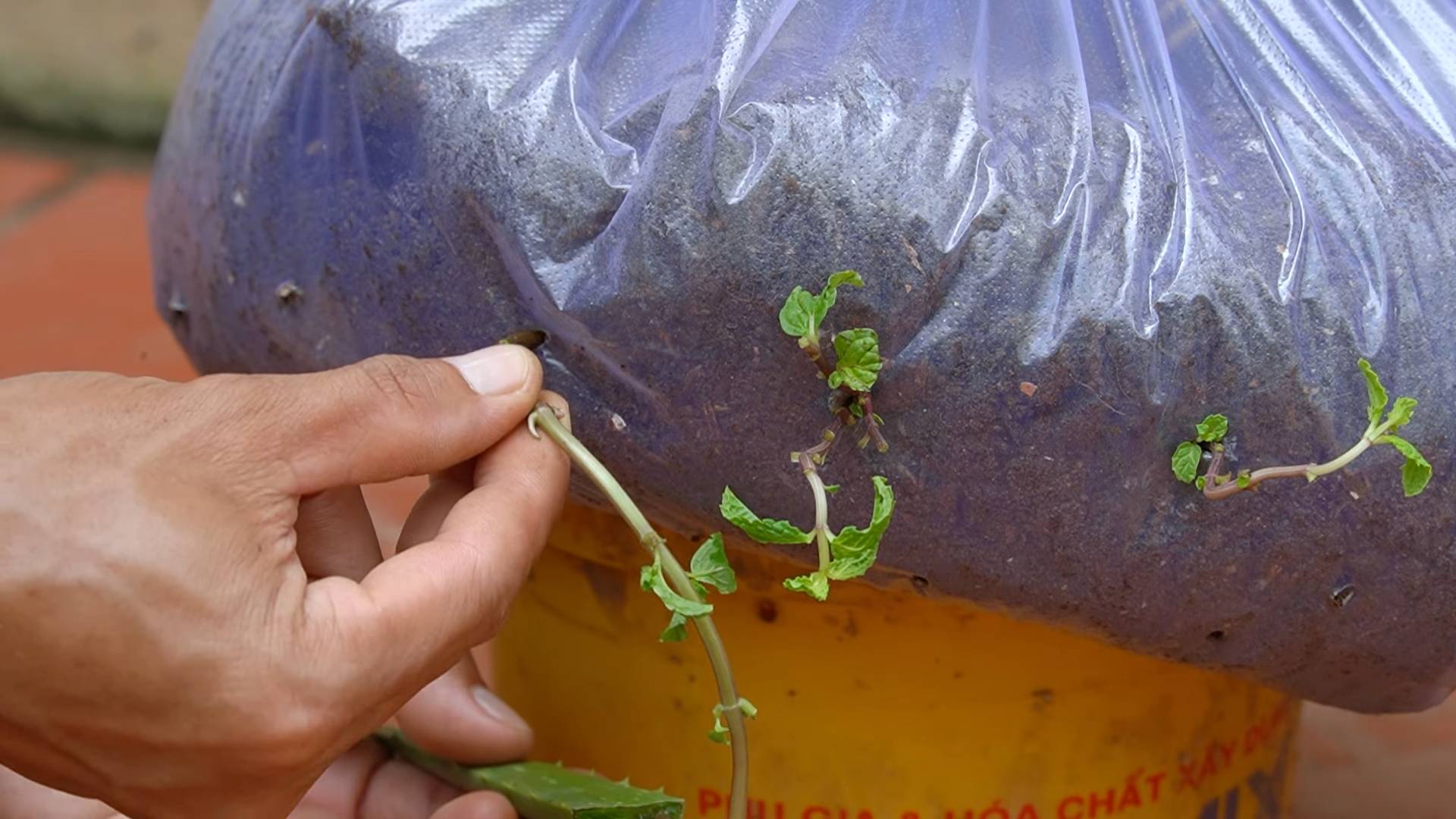 Easy to grow vegetables