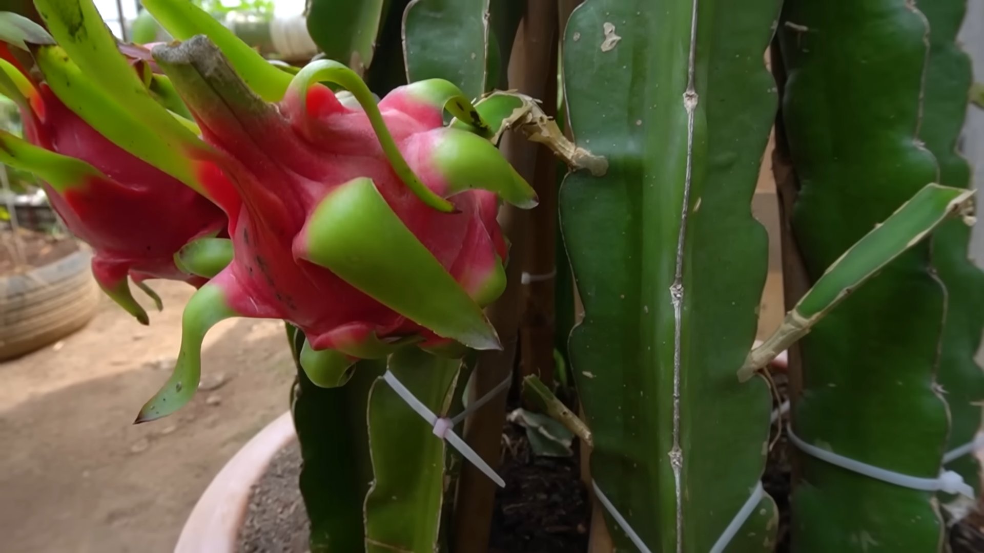 Grow Red Dragon Fruit Home