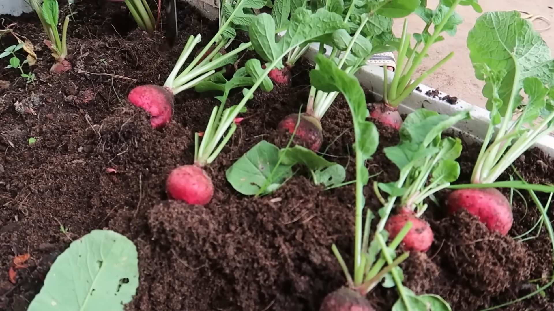 Red Radish Winter Gardening