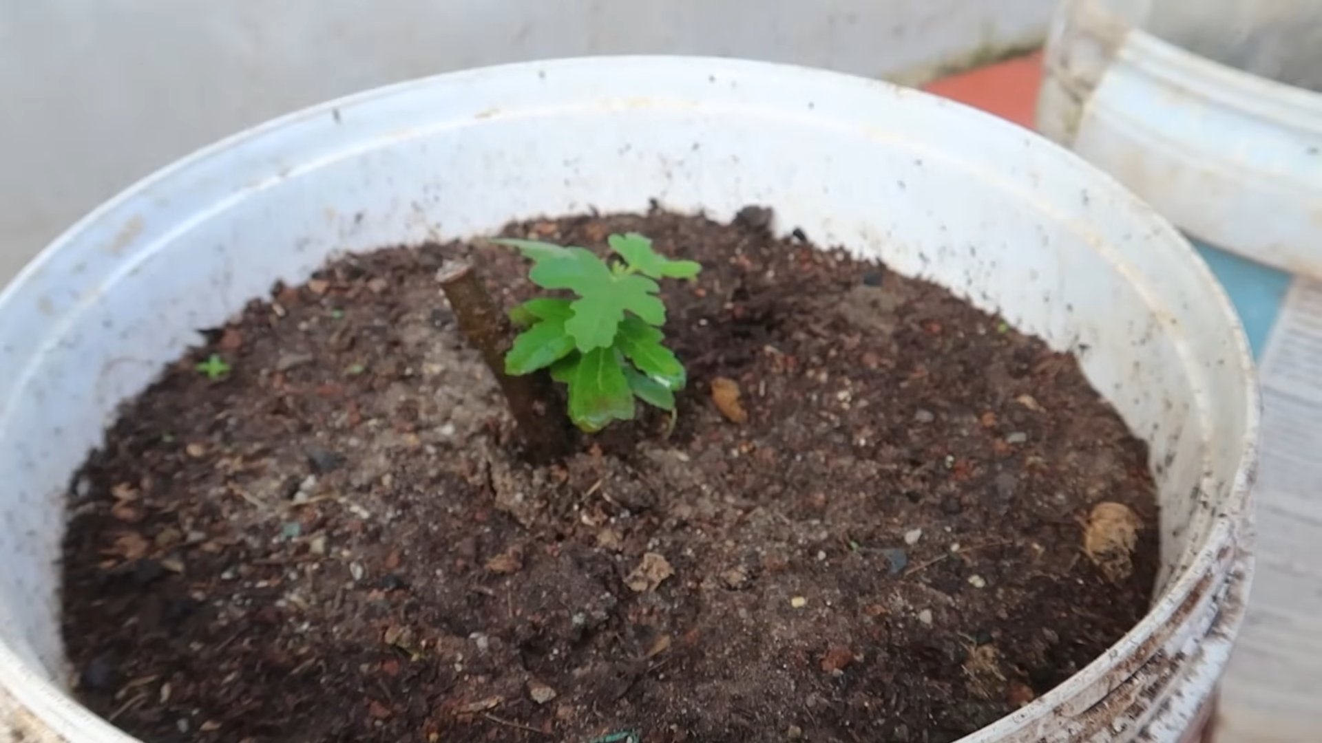 Grow Figs at Home Quickly