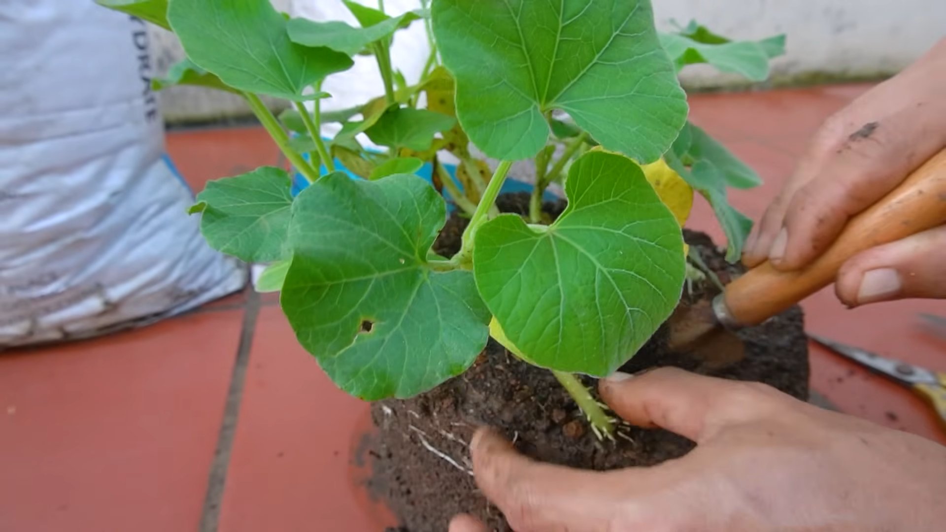 Grow Gourds in Bags