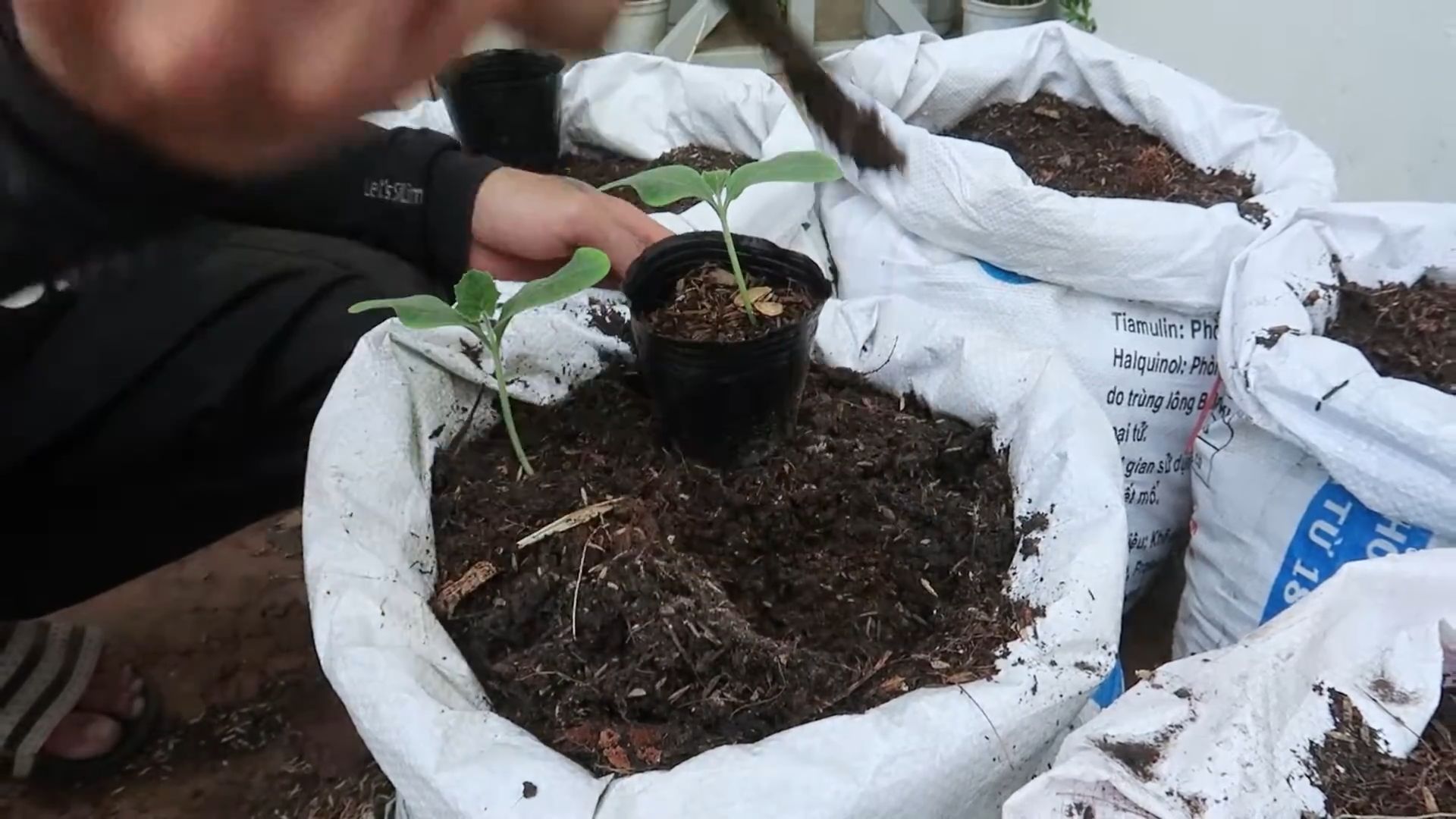 Butternut Squash Gardening Tips