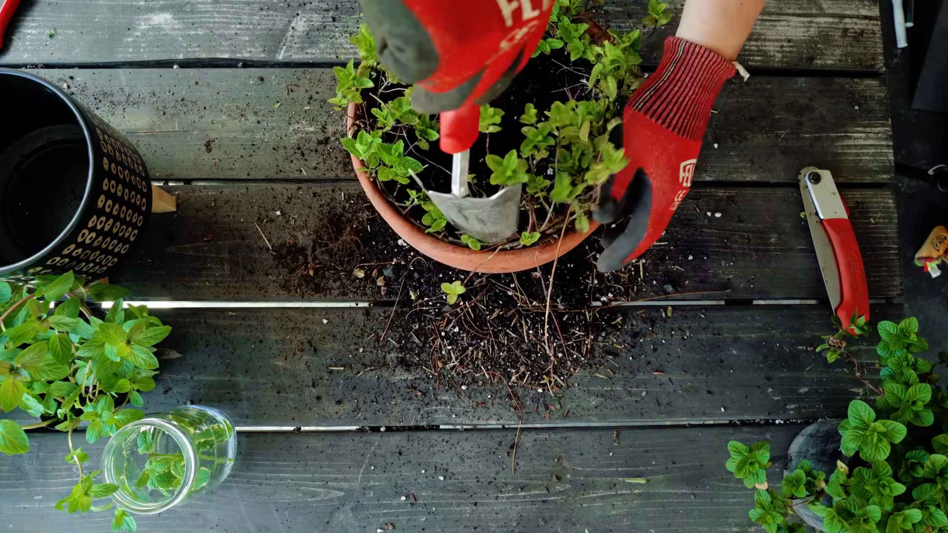 Growing mint indoors