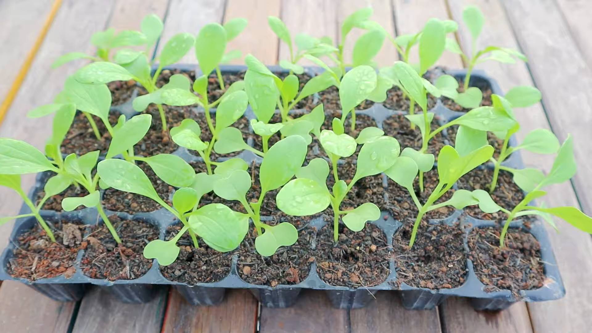 Harvesting Bok Choy at Home