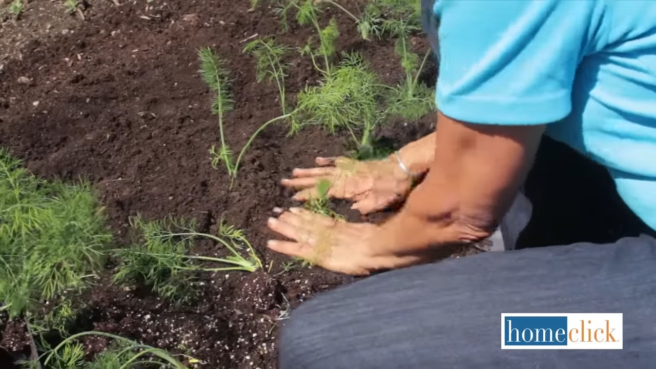 Growing Fennel Indoors